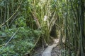 Wonderful path through tall bamboo trees, Maui, Hawaii Royalty Free Stock Photo