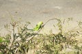 A wonderful peas eating green parakeet on a plant and busy feeding self