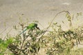 A wonderful peas eating green parakeet on a plant and busy feeding self