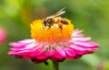 Wonderful photo of a beautiful bee and flowers a sunny day. Royalty Free Stock Photo