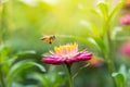 Wonderful photo of a beautiful bee and flowers a sunny day. Royalty Free Stock Photo