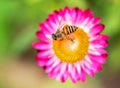 Wonderful photo of a beautiful bee and flowers a sunny day. Royalty Free Stock Photo