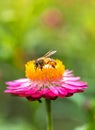 Wonderful photo of a beautiful bee and flowers a sunny day. Royalty Free Stock Photo