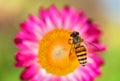 Wonderful photo of a beautiful bee and flowers a sunny day. Royalty Free Stock Photo