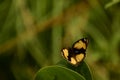 Wonderful picture of colourful  yellow pansy junonia hierta butterfly sitting  on leaf Royalty Free Stock Photo