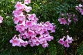 Wonderful pink azalea flowers in garden Royalty Free Stock Photo