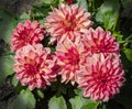 Wonderful Pink bedding Dahlias