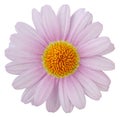 Wonderful pink Daisy Marguerite isolated on white background, including clipping path