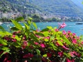 Wonderful pink flowers at promenade in Montreux city in Switzerland Royalty Free Stock Photo