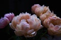 Wonderful pink peonys on black background