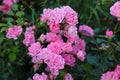 Wonderful pink rose bush