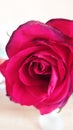 Wonderful pink Rose