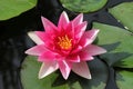 A wonderful pink water lily with green leaves in a pond in spring