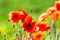 Red poppies flowers blossom on wild field. Natural drugs. Royalty Free Stock Photo