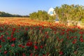 Wonderful poppy field