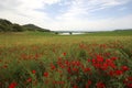 a wonderful poppy field in spring