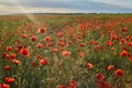 Wonderful poppy field, summer landscape at sunrise