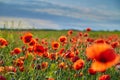 Wonderful poppy field, summer landscape at sunrise