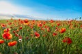 Wonderful poppy field, summer landscape at sunrise