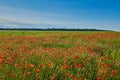 Wonderful poppy field, summer landscape at sunrise