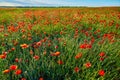 Wonderful poppy field, summer landscape at sunrise