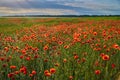 Wonderful poppy field, summer landscape at sunrise