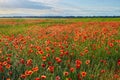 Wonderful poppy field, summer landscape at sunrise