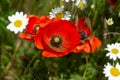 Wonderful poppy flower