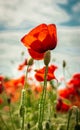 Wonderful poppy flower