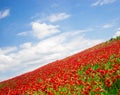 Wonderful poppy flowers