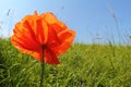 Wonderful poppy in a meadow, LÃÂ¼neburg Heath. Backlit Photograph