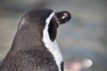 Wonderful portrait of a cute penguin from behind