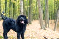 Wonderful portrait of Newfoundland dog in the forest Royalty Free Stock Photo