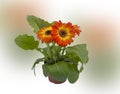 Wonderful pot of red Gerberas Royalty Free Stock Photo