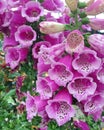 Wonderful purple Digitalis flowers