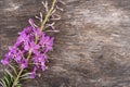 Pink flower on a wooden background