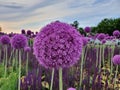 Wonderful purple flowers. Floral background. Background.