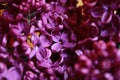 Wonderful purple flowers smell perfect