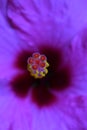 Wonderful purple hibiscus pistil