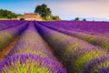 Wonderful purple lavender bushes and plantation in Provence, Valensole, France Royalty Free Stock Photo