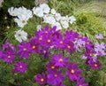 Wonderful purple and white Cosmos Royalty Free Stock Photo