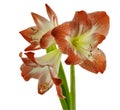 Wonderful red Amarylis in full bloom Royalty Free Stock Photo