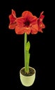 Wonderful Red Amaryllis Royalty Free Stock Photo