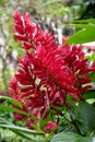 Wonderful red blooming salvia splendens