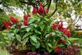 Wonderful red blooming salvia splendens