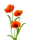 Wonderful red Poppies on blurred background Royalty Free Stock Photo