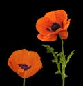 Wonderful red Poppies on blurred background Royalty Free Stock Photo