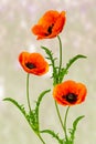 Wonderful red Poppies on blurred background Royalty Free Stock Photo