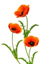 Wonderful red Poppies on blurred background Royalty Free Stock Photo