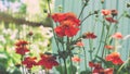 Wonderful red poppies